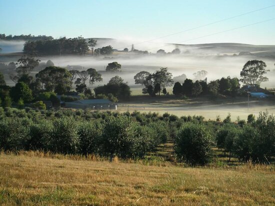 Wattle Hill Olives