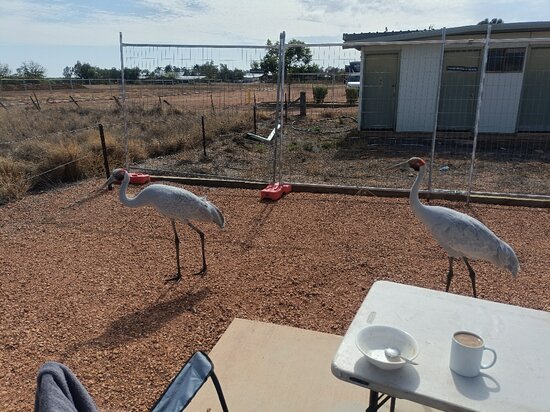 Longreach Tourist Park