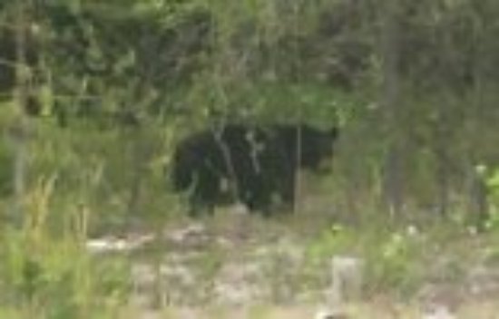 McKenzie Lake Inn