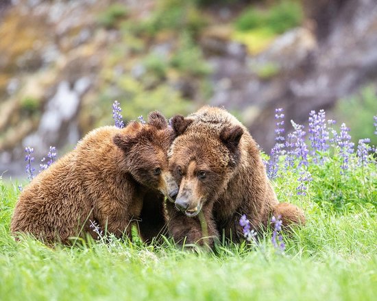 Spirit Bear Lodge