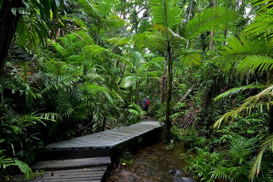 Daintree Siesta